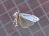 Yponomeuta sp.